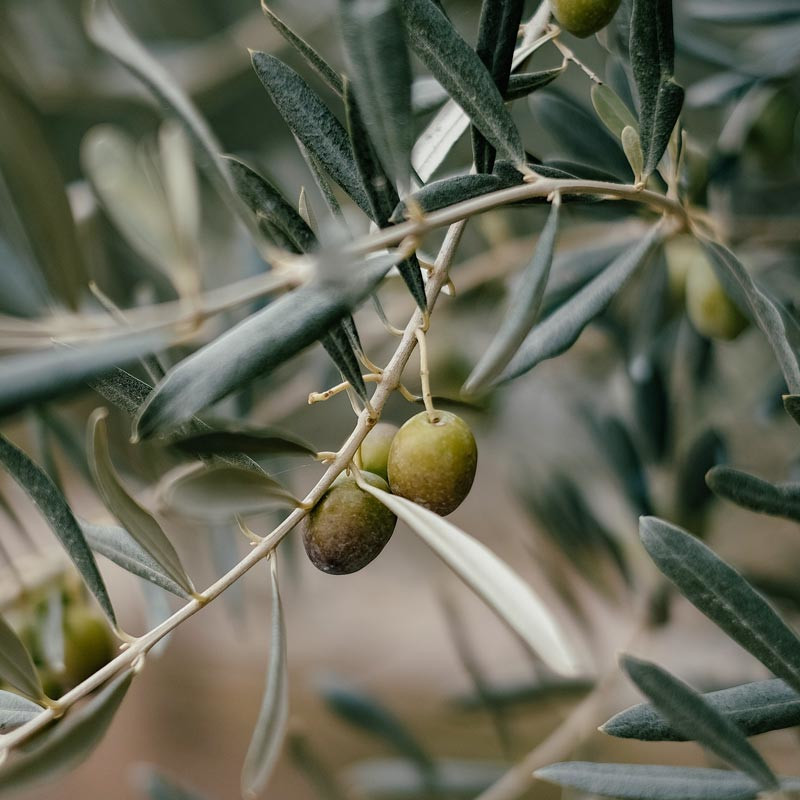 Campeggio ad Albenga sulla Riviera dei Fiori | Piccolo Paradiso